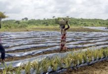 Los plásticos, omnipresentes en la agricultura, están afectando la salud humana, la de los suelos y la producción de alimentos. El Pnuma recomienda migrar hacia recursos biodegradables, pero admite que los costos son un problema a resolver. © Cristina Aldehuela/FAO