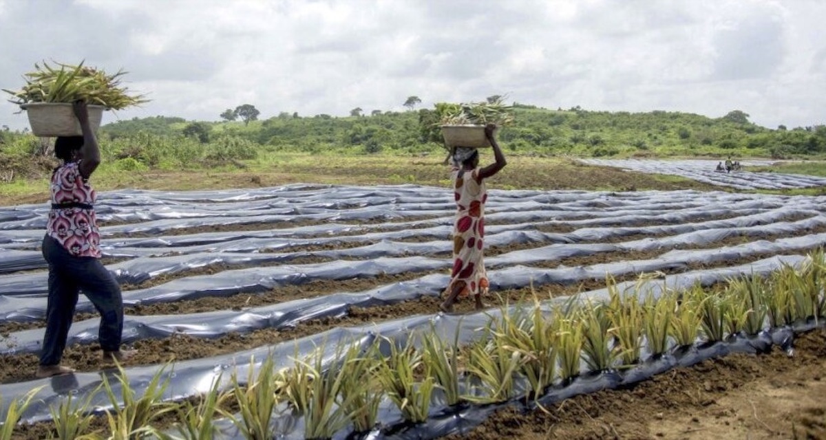 plásticos-en-la-agricultura-©-cristina-aldehuela-fao Los plásticos en la agricultura están afectando a la salud humana