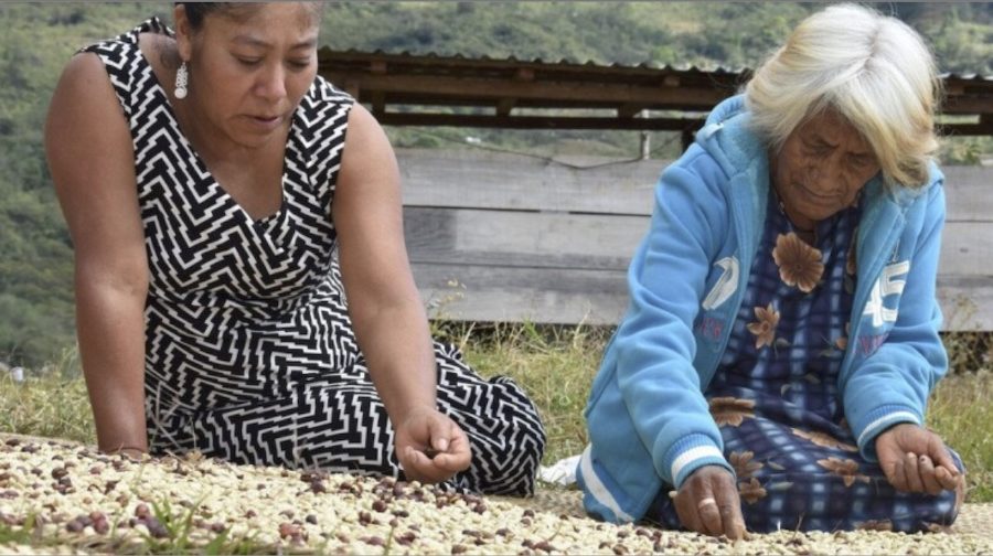 Mujeres-del-café-©-Jacqueline-Roque-C-FAO-900x504 Precariedad indígena en América Latina