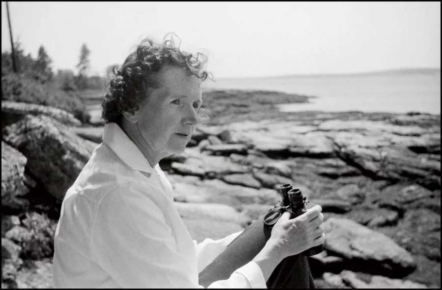 Rachel-Carson-in-front-of-the-sea_082-900x592 La Primavera Silenciosa, de Rachel Carson, 60 años después