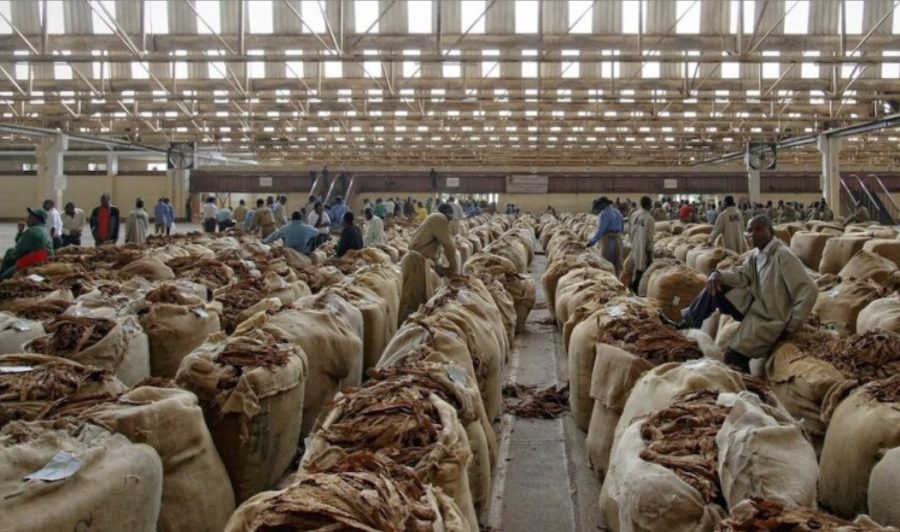 tabaco-en-malawi-africa-©-marcel-crozet-oit-900x532 La OMS pide a los gobierno subvencionar la producción de alimentos y no los cultivos de tabaco
