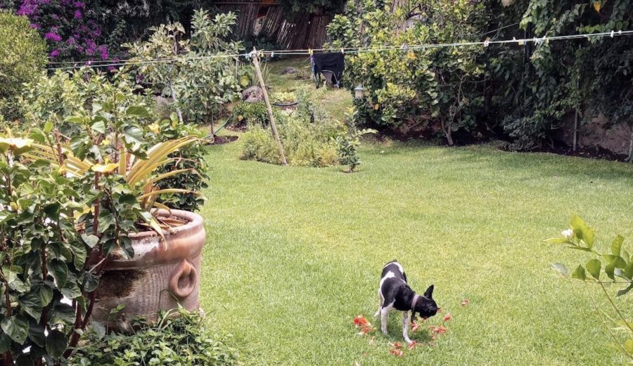 tgurza-camila-flores-900x521 Las plantas se comunican