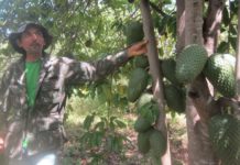 Ivan Lopes, un agricultor familiar muy emprendedor, muestra una planta de guanábana de gran productividad, gracias a la irrigación con agua reusada y los fertilizantes naturales, en su finca, en la región semiárida del Nordeste de Brasil. © Mario Osava / IPS