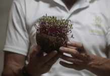 El arquitecto Oliesky Fabre sostiene una vasija elaborada con cáscara de coco, empleada para el cultivo de microvegetales. © Jorge Luis Baños / IPS