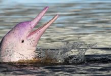 Delfin rosado Amazonas
