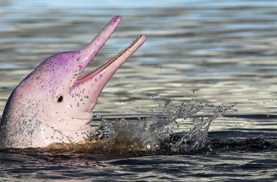 delfin-rosado-amazonas-900x593 WWWF advierte «punto de no retorno» en la mortandad de delfines rosados en la Amazonia