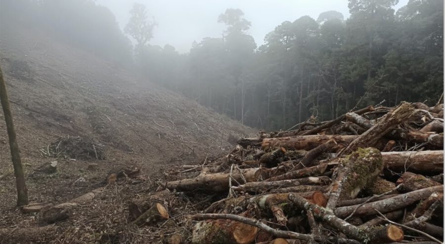 parcela-recien-talada-en-la-trinidad-ixtlan-de-santiago-xiacui-en-oaxaca-©-emilio-godoy-ips-900x494 Deforestación en México: lecciones para frenar la tala