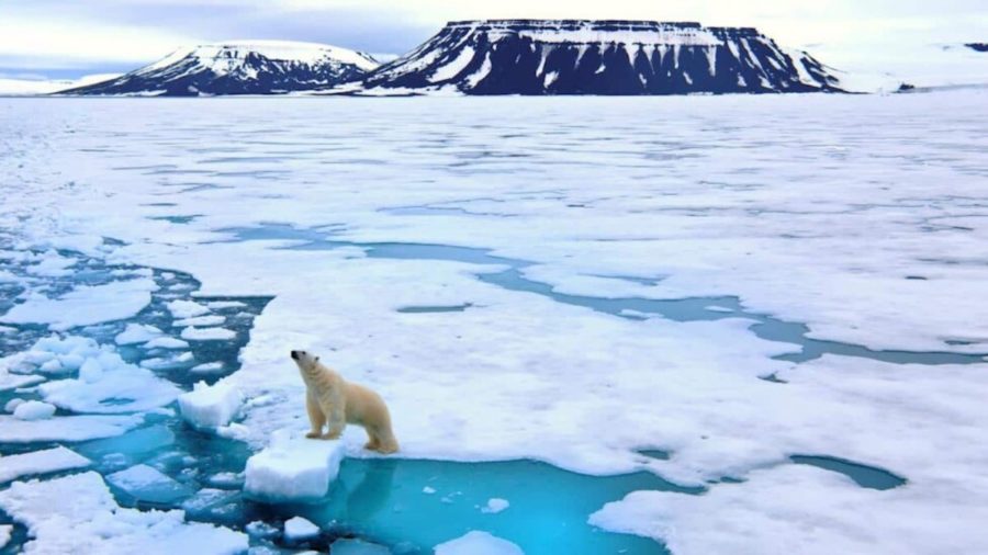 artico-oso-polar-©-sepp-friedhuber-ecowatch-900x506 La pérdida de hielo en el Ártico evidencia el cambio climático en la Tierra