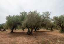 España: olivos en el levante español