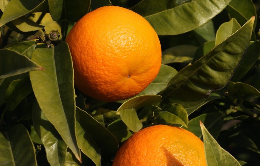 naranja-en-la-rama-900x575 Las ventajas de comprar naranjas online directamente del agricultor a tu casa
