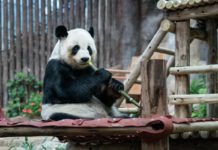 Panda gigante en un parque zoológico