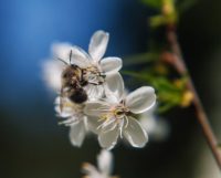 polinizacion-abejas-©123rf-200x161 Un malentendido
