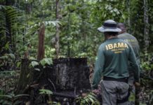 Agentes medioambientales brasileños identifican zonas deforestadas en el territorio indígena Pirititi, en el estado de Roraima, en 2018. © Felipe Werneck / Ibama
