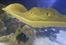 Mantarraya Charlotte en el Aquarium & Shark Lab de Henderson, Carolina del Norte, EEUU