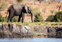 Botswana Río Chobe Elefante