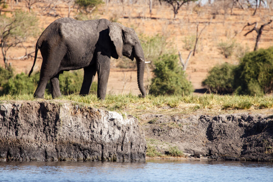 Botswana-Rio-Chobe-Elefante-900x600 De elefantes salmones, pececitos y reptiles