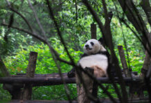 China, oso panda en el zoo Chengdu ©123RF.jpg