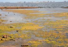 Mar Menor: contaminación y edificios de La Manga al fondo