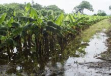 Una finca bananera inundada en la zona de San Luis Talpa en El Salvador como consecuencia del fenómeno La Niña. ©Edgardo Ayala / IPS