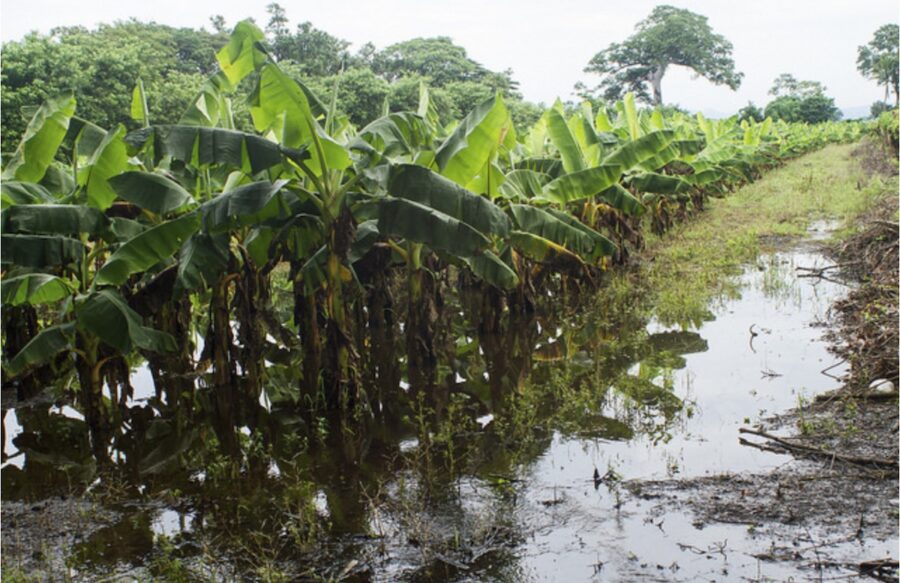 Finca-bananera-inundada-en-El-Salvador-©Edgardo-Ayala-IPS-900x583 Alarma alimentaria en América Central y el Caribe por las lluvias de La Niña