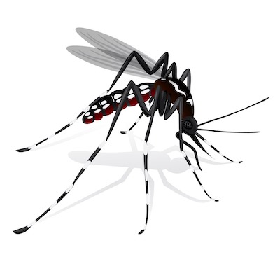 Mosquito-Aedes-aegypti-mosquitos-mascota-©123RF Plan mundial contra el mosquito Aedes