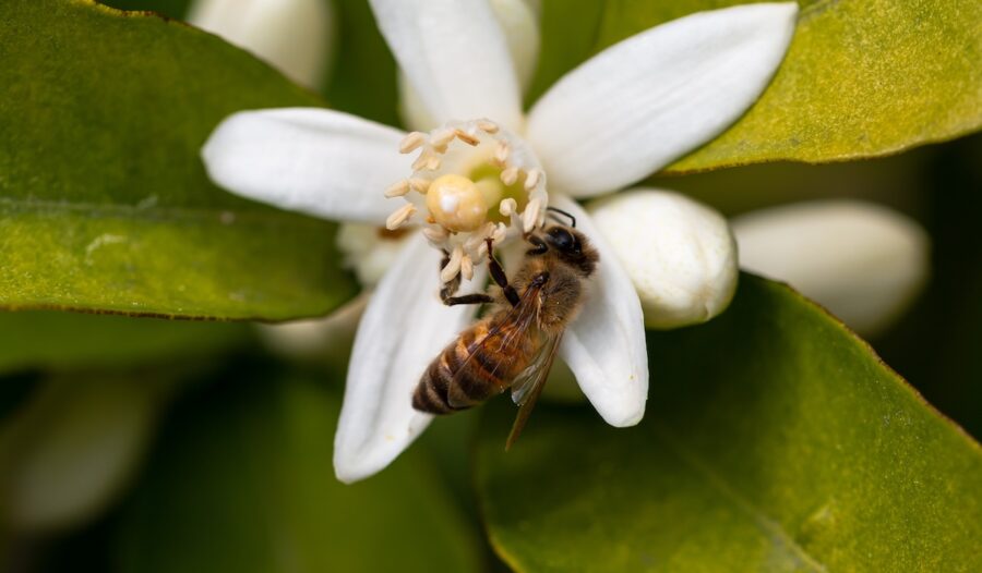 Abeja-sobre-flor-de-naranjo-900x526 Aliada de las abejas