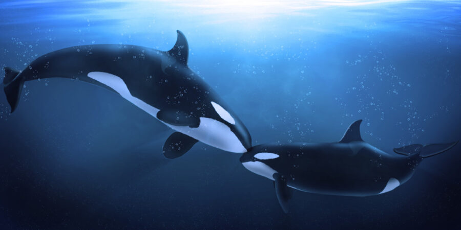 Ballenas-orcas-el-beso-©123RF-900x450 Brincos y cantos que expresan alegría