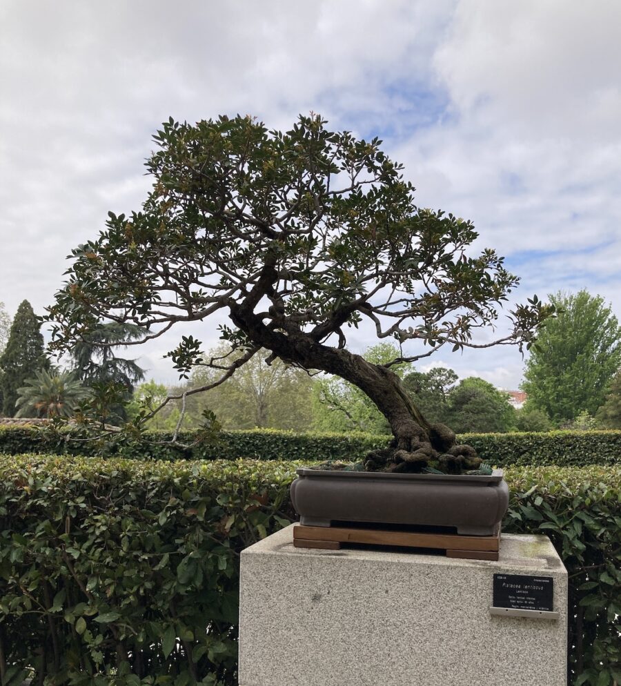 Jardin-Botanico-de-Madrid-Bonsai-©LGC-900x994 En el Jardín Botánico