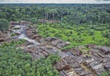 Brasil: deforestación entre los estados de Amazonas y Roraima ©Felipe-Werneck / Infoamazonia