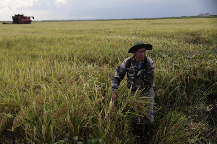Vietnam-cultiva-arroz-en-Cuba-©Jorge-Luis-Banos-IPS-900x600 Vietnam cultiva directamente arroz en Cuba para ahorrar los costes de importación