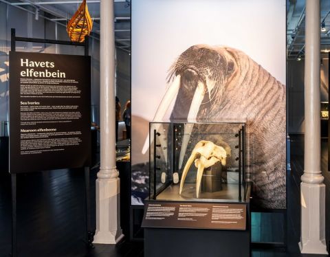 495174589_1147322334105769_1373108353736021847_n Las piezas de ajedrez de Lewis regresan a su origen en Trondheim e irán a Normandía