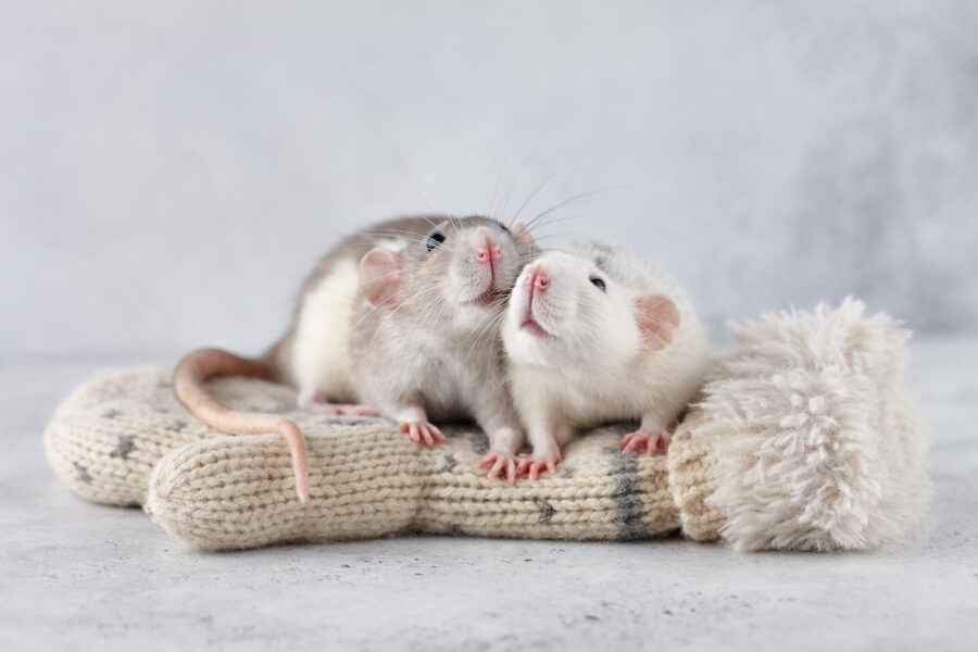 Pareja-de-ratas-©123RF-900x600 Traductores de animales