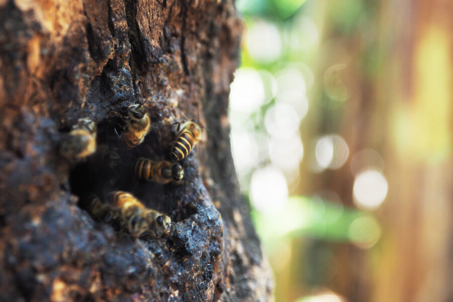 Nido-de-abejas-en-arbol-©123RF-e1756826465742-900x600 Ayudando a las abejas