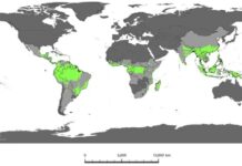 El mapa, hecho por un grupo de tarea del Fondo Bosques Tropicales para Siempre, muestra los países que poseen esos bosques en gris y en verde sus áreas boscosas consideradas ©TFFF