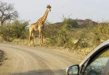 Viajes a Tanzania la nueva tendencia del turismo de lujo