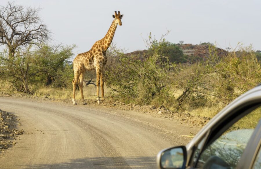 Tanzania-jirafa-©inspiring-900x585 Viajes a Tanzania la nueva tendencia del turismo de lujo