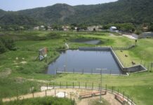 Avances medioambientales en Brasil: jardines filtrantes en el Parque Orla Piratininga