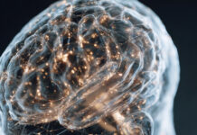 Nuevas etapas cerebrales