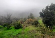 Extremadura: aquel «último» lobo, según el último premio Nobel