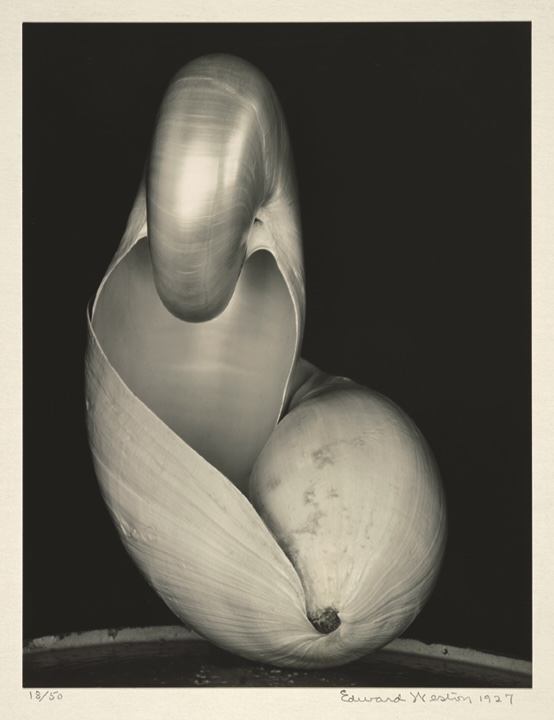 Weston-Dos-conchas-1927 La fotografía artística de Edward Weston