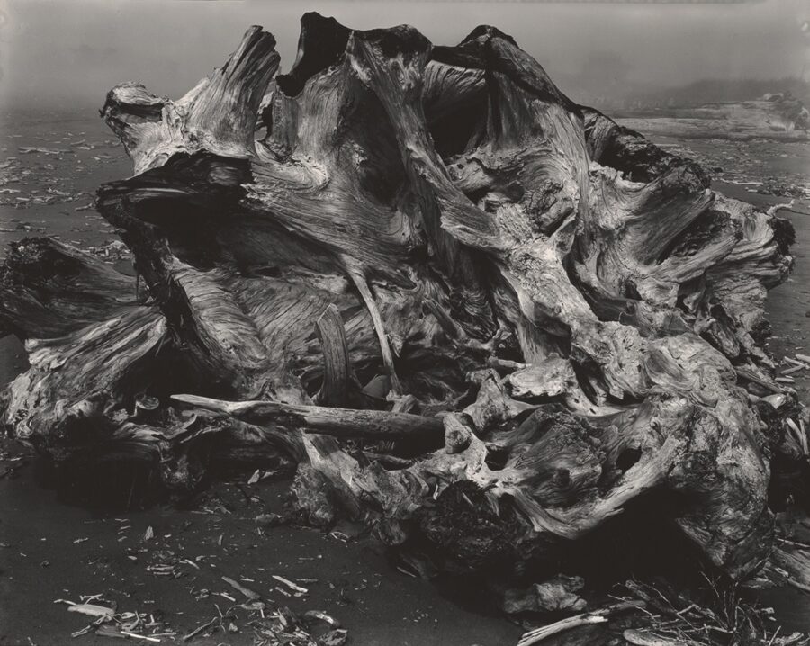 Weston-Drift-Stump-900x718 La fotografía artística de Edward Weston