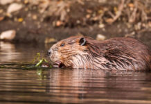 Hablemos del mundo animal para descansar de horrores Castor en el Parque Nacional Grand Teton EEUU ©123RF