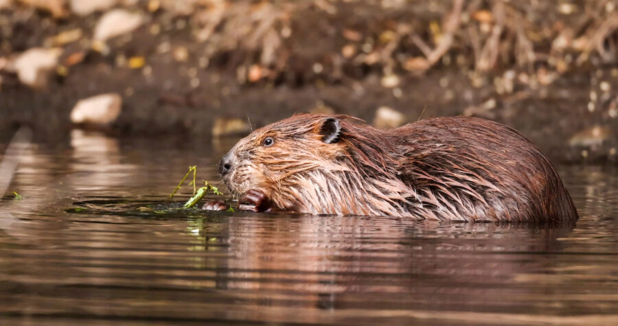 Castor-en-el-Parque-Nacional-Grand-Teton-Wyoming-EEUU-©123RF-900x475 Hablemos del mundo animal para descansar de horrores