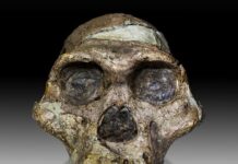 Los homos y nosotros (1 de 2) Craneo Australopithecus africanus