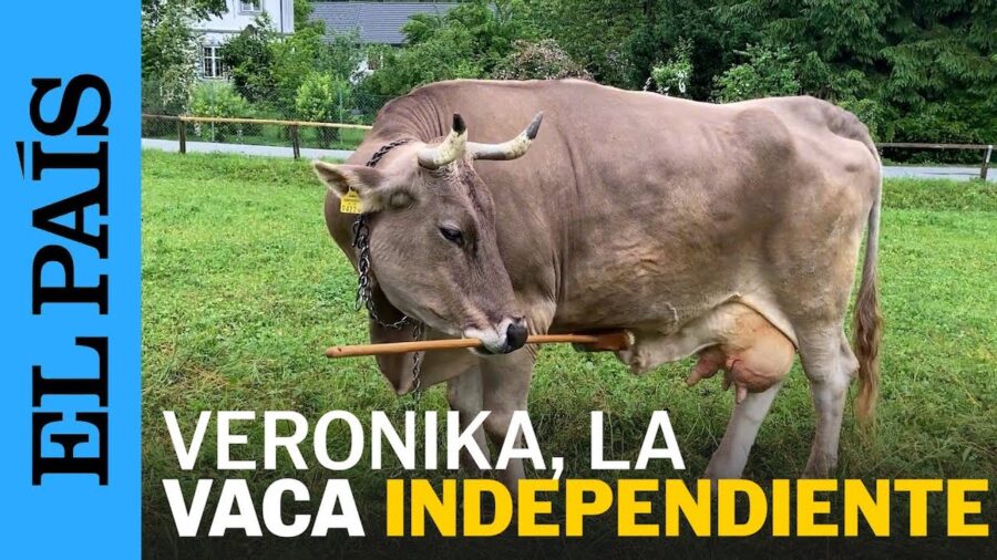 Vaca-Veronika-©ELPais-900x506 Hablemos del mundo animal para descansar de horrores