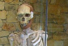 Las amistades que nos permitieron sobrevivir Homo erectus en el Museum Tautavel de Francia