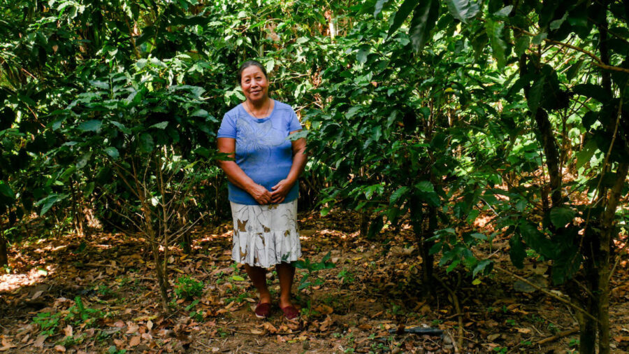 Maria-Anaya-caficultura-El-Salvador-©Edgardo-Ayala-IPS-900x506 El cambio climático arruina la vida de campesinos del Corredor Seco centroamericano