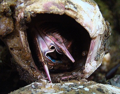 Picoroco-en-su-concha-©Dick-Culbert-Wikipedia Animales vuelven a confiar en los humanos