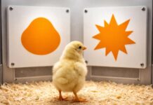 Animales vuelven a confiar en los humanos