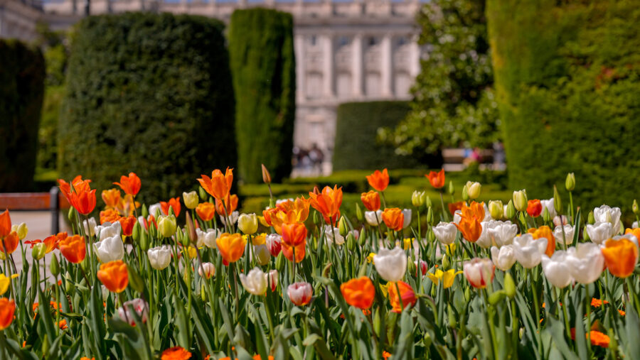 Tulipanes-en-Madrid-e1776246015139-900x507 Flores y diplomacia